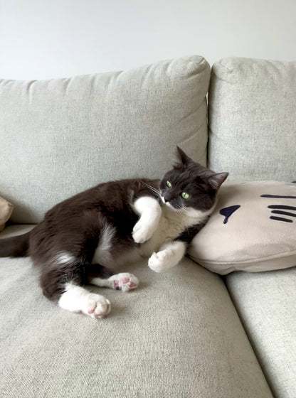 Set of 3 cat balls with/without catnip